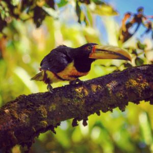 Toekan, Nevelwoud, Ecuador, Mindo